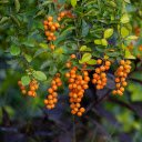 Orange yellow fruits  screen for extension Chrome web store in OffiDocs Chromium