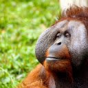 Orangutan  screen for extension Chrome web store in OffiDocs Chromium
