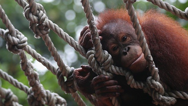 Scarica gratis orangutan animale fauna selvatica primate immagine gratuita da modificare con l'editor di immagini online gratuito GIMP