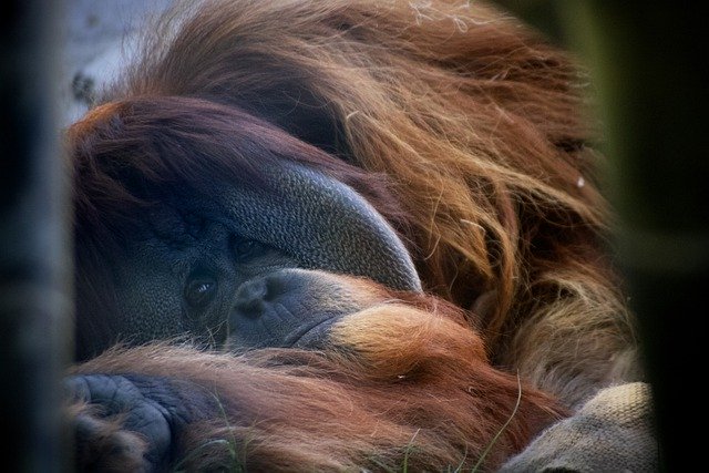 ດາວໂຫຼດຟຣີຮູບ orangutan animal zoo sad ape free picture to be edited with GIMP free online image editor