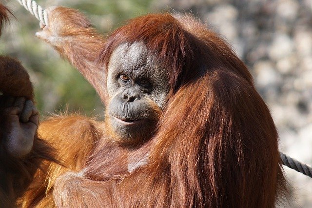 Free download orangutan ape primate animal free picture to be edited with GIMP free online image editor