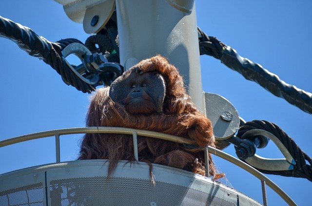 Free download orangutan ape primate animal zoo free picture to be edited with GIMP free online image editor