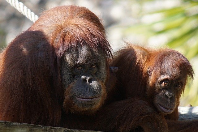 Free download orangutan ape primates young free picture to be edited with GIMP free online image editor