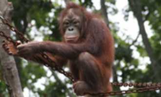 Free download orangutan free photo or picture to be edited with GIMP online image editor