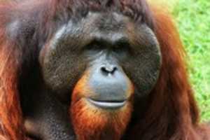 Free download Orangutan Pictures free photo or picture to be edited with GIMP online image editor