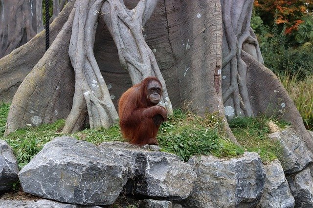 Free download orangutan primate ape monkey free picture to be edited with GIMP free online image editor