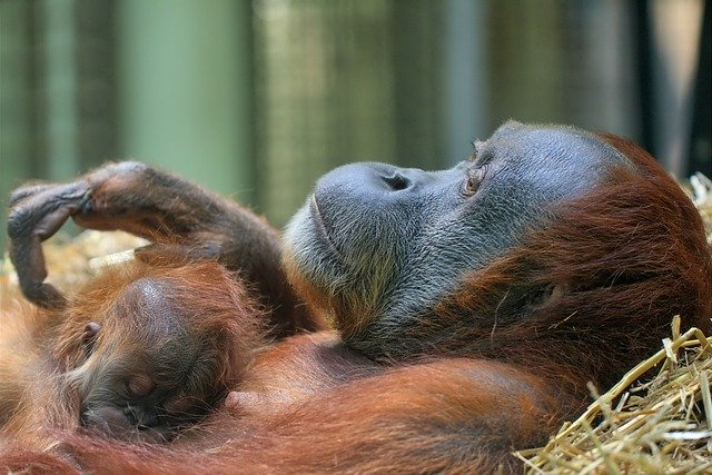 Free download orangutans mother and child apes free picture to be edited with GIMP free online image editor