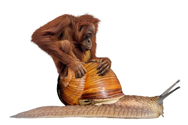 Téléchargement gratuit d'animaux d'escargot orang-outan transportant une image gratuite à éditer avec l'éditeur d'images en ligne gratuit GIMP