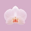 Orchid  screen for extension Chrome web store in OffiDocs Chromium