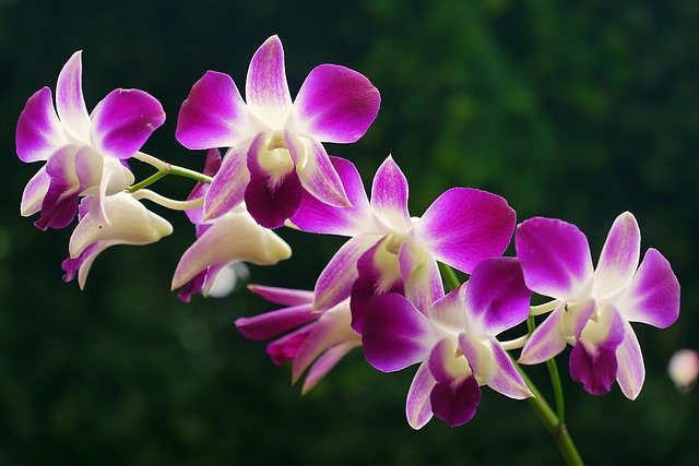 Free download orchid flora flower nature botany free picture to be edited with GIMP free online image editor
