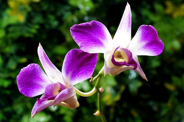 Free download orchid flower nature flora free picture to be edited with GIMP free online image editor