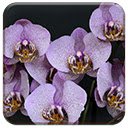 Tela de orquídeas para extensão Chrome web store em OffiDocs Chromium