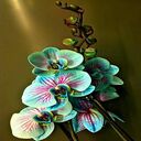 Orchid wallpaper with light blue clouds and purple veins  screen for extension Chrome web store in OffiDocs Chromium