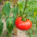 Original tomatoes  screen for extension Chrome web store in OffiDocs Chromium
