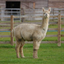 Ornamental camel next to the fence  screen for extension Chrome web store in OffiDocs Chromium