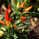 Ornamental chili  screen for extension Chrome web store in OffiDocs Chromium