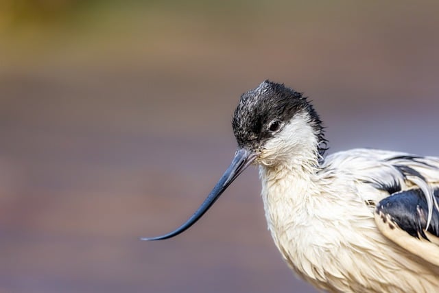 Muat turun percuma gambar percuma haiwan burung ornitologi untuk diedit dengan editor imej dalam talian percuma GIMP