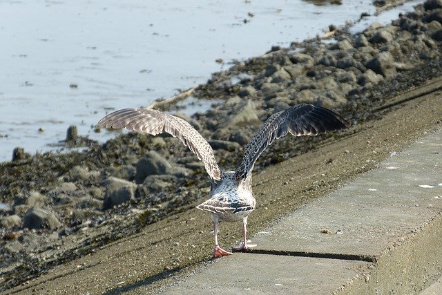 Free download ostfriesland sea gull coast free picture to be edited with GIMP free online image editor