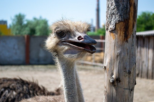 Free download ostrich bird animal zoo beak free picture to be edited with GIMP free online image editor