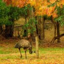 Ostrich farm  screen for extension Chrome web store in OffiDocs Chromium