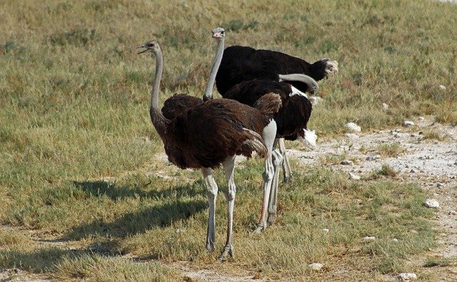 Free download ostrich safari namibia africa few free picture to be edited with GIMP free online image editor