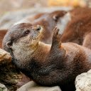 Otter  screen for extension Chrome web store in OffiDocs Chromium