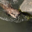 Otter Swimming in the Stream  screen for extension Chrome web store in OffiDocs Chromium