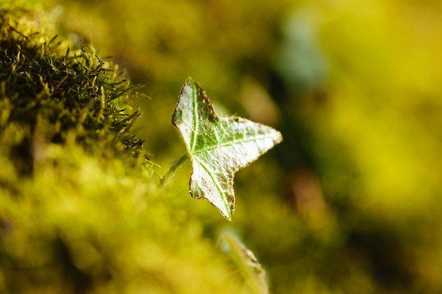 Free download outdoor closeup close close up free picture to be edited with GIMP free online image editor