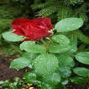 Outstanding red rose wallpaper  screen for extension Chrome web store in OffiDocs Chromium