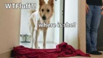 Free download Overdramatic Dog Reaction To What The Fluff Challenge free photo or picture to be edited with GIMP online image editor