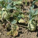 Oversized kohlrabi tubers  screen for extension Chrome web store in OffiDocs Chromium
