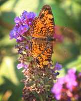 Free download ovid-butterfly-bush-2016-08-27 free photo or picture to be edited with GIMP online image editor