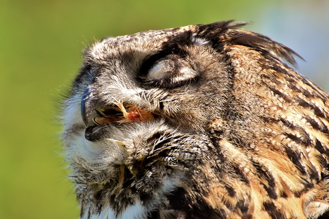 Téléchargement gratuit de plumes de proie d'oiseau de hibou uhu image gratuite à éditer avec l'éditeur d'images en ligne gratuit GIMP