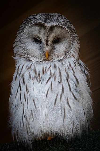 ດາວໂຫຼດຟຣີ owl perched animal bird snowy owl free picture to be edited with GIMP free online image editor
