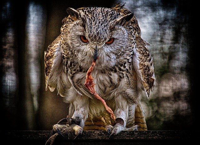 Free download owl prey bird feathers uhu free picture to be edited with GIMP free online image editor