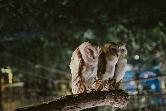 Ücretsiz indir baykuşlar hayvan beyaz manzara ücretsiz resim GIMP ücretsiz çevrimiçi resim düzenleyici ile düzenlenebilir