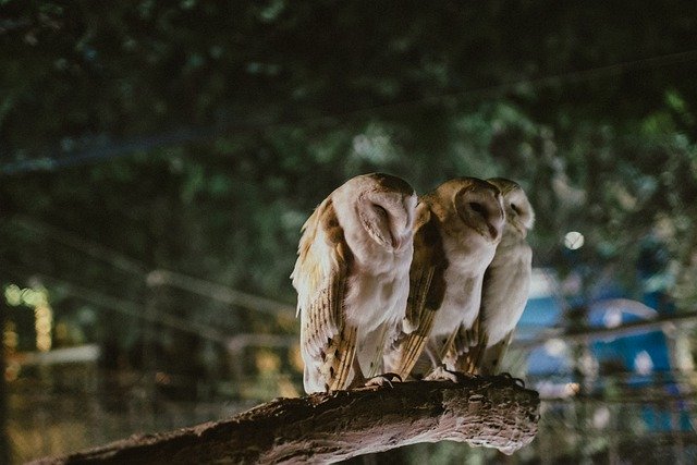 Libreng download owls animal white landscape libreng larawan na ie-edit gamit ang GIMP free online image editor