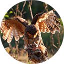 owls catch prey small lizard  screen for extension Chrome web store in OffiDocs Chromium