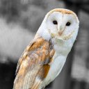 OWL Theme  screen for extension Chrome web store in OffiDocs Chromium