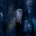 OWL THEME  screen for extension Chrome web store in OffiDocs Chromium