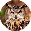 Owl Wallpaper ໜ້າຈໍແຖບໃໝ່ສຳລັບສ່ວນຂະຫຍາຍ Chrome web store ໃນ OffiDocs Chromium