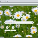 Oxeye Daisy  screen for extension Chrome web store in OffiDocs Chromium