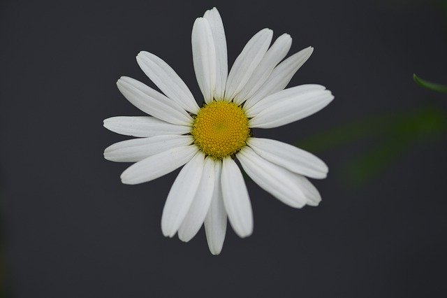 Free download ox eye daisy daisy flower bloom free picture to be edited with GIMP free online image editor