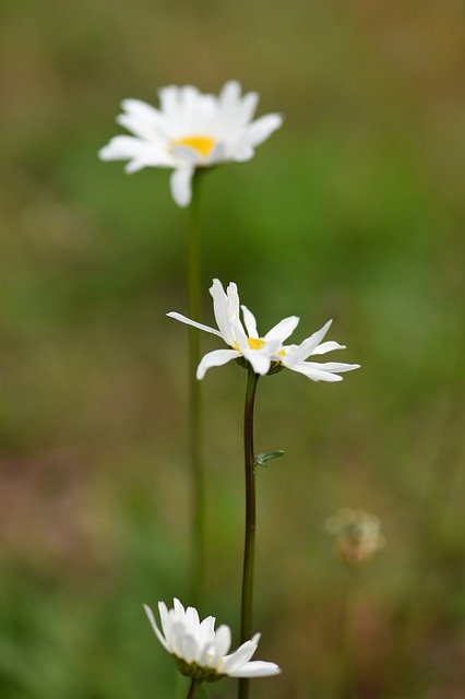Free download ox eye daisy daisy flowers weed free picture to be edited with GIMP free online image editor