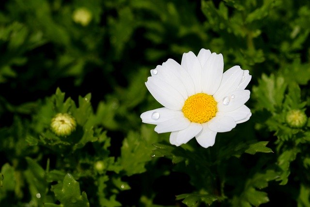 Free download oxeye daisy dog daisy free picture to be edited with GIMP free online image editor
