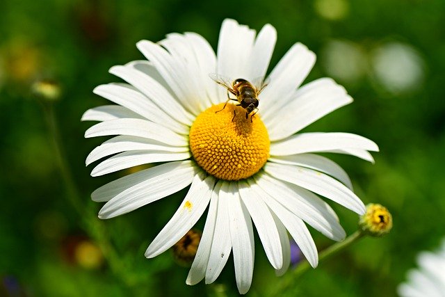 Free download ox eye daisy flower insect bee free picture to be edited with GIMP free online image editor