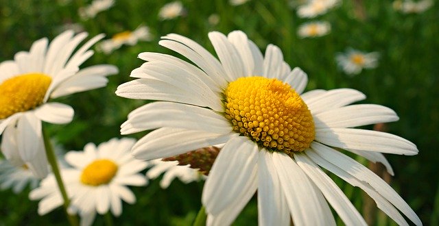Free download ox eye daisy flower plant petal free picture to be edited with GIMP free online image editor