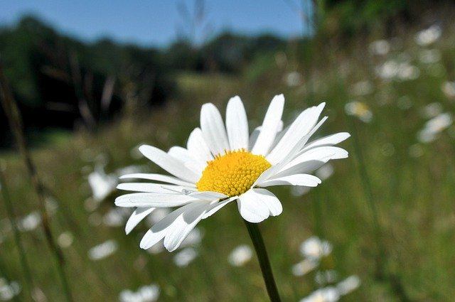 Free download ox eye daisy flower wild flower free picture to be edited with GIMP free online image editor
