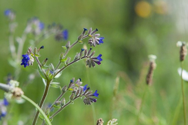 Free download ox tongue plantain flower meadow free picture to be edited with GIMP free online image editor