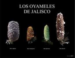 Free download Oyameles de Jalisco free photo or picture to be edited with GIMP online image editor